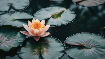 Poster - A close-up of a blooming lotus flower in a pond