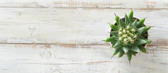 Sticker - Cactus seen from above on a white wooden surface with copy space image.