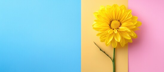 Poster - Summer-themed mockup with a blank Mother's Day greeting card featuring a yellow chrysanthemum on a colorful background, perfect for copy space images.