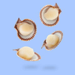 Wall Mural - Scallops with shells falling on light blue background