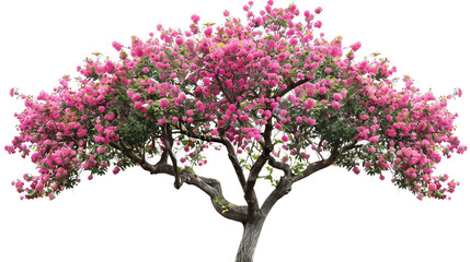 a tree with pink flowers is the main focus of the image isolated on white background or white backgr