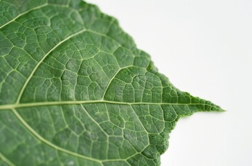 Wall Mural - Close-up of a green leaf with intricate veins