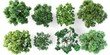 © SkoldPanda - 3D Trees Seen from Above on White Background