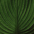 © Carla Tracy - closeup of Hosta leaf with intricate vein texture, dark moody green, artistic nature photography