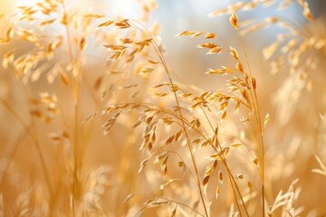 Wall Mural - sundrenched meadow with golden dry grass swaying in gentle breeze soft focus background creates dreamy atmosphere warm afternoon light bathes the scene