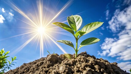 Poster - A small plant is growing in the dirt with the sun shining on it