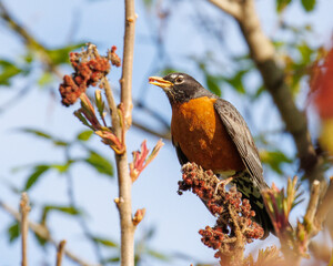 Robin eating from a sumac tree