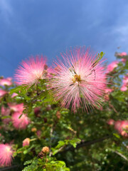 Wall Mural - Calliandra Haematocephala Hassk flower in nature garden