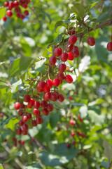 Sticker - Ripe Autumn Olive Berries (Elaeagnus Umbellata) growing on a branch . oleaster