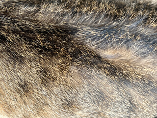gray dog fur texture. background for design