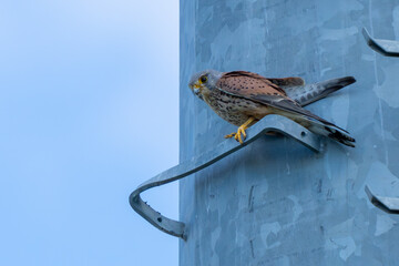 Wall Mural - Colorful Eurasian Kestrel in Tuscant Italy