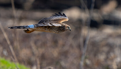 Wall Mural - Northern Harrier Hawk Hunts in a Tidal Marshland