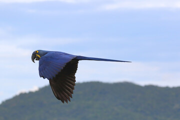 Wall Mural - Beautiful Hyacinth Macaw parrot flying in the sky. Free flying bird