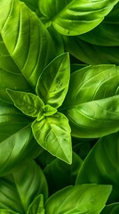 Poster - Captivating Basil Leaf Patterns Formed by Hornworm Feeding