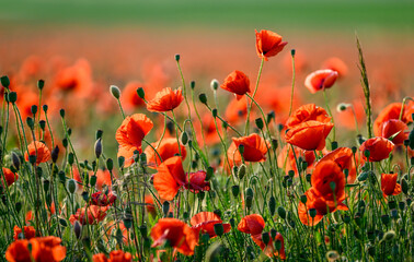 Wall Mural - red poppy flowers abstract background