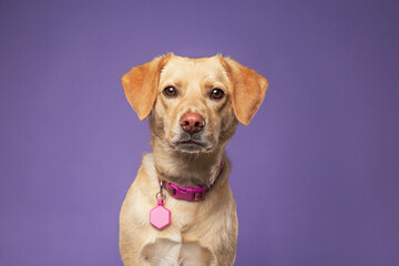 Wall Mural - cute dog on an isolated background in a studio shot