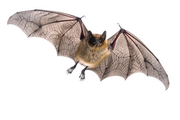 A bat gliding through the air, wings spread wide, isolated on white