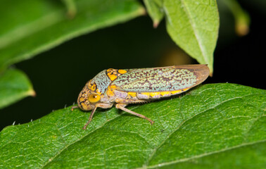 Wall Mural - Broad-Headed Sharpshooter Oncometopia orbona on leaf nature Springtime pest control.