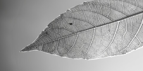 Poster - A leaf is shown in black and white, with a small insect on it. The leaf appears to be dried out and has a slightly faded appearance