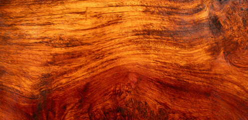 Poster - Natural Afzelia burl wood stripe is a wooden pattern