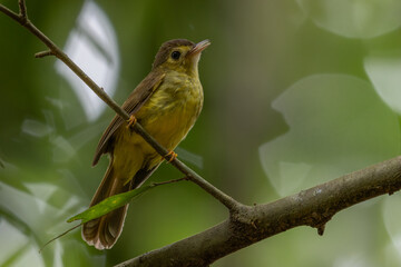 Wall Mural - Nature wildlife bird of Hairy-backed Bulbul perched on tree.