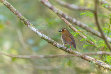 Wall Mural - Nature wildlife image of Eyebrowed jungle flycatcher