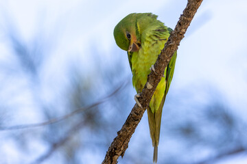 Wall Mural - Female Long-Tailed Parakee perched on the tree branch.