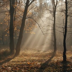 Wall Mural - Fog in the autumn forest: Under the early morning sunshine, the autumn forest is filled with thin fog, and the trees and the ground are covered with a light layer of white fog. Descriptors: Autumn for