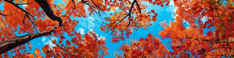 Wall Mural - Red leaves and blue sky: A maple forest sways in the autumn wind, the leaves show bright red, and the sky is as blue as a wash. Descriptors: red leaves, blue sky, autumn wind. . Natural seasonal chang