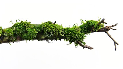 Aufkleber - Green moss on rotten branch isolated on white side view : Generative AI