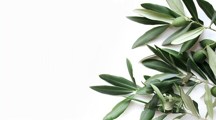 Poster - Fresh olive branch leaves isolated on white background closeup : Generative AI