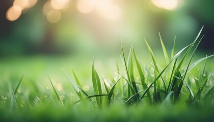  fresh grass outdoor nature banner copy space artistic image with a bokeh 