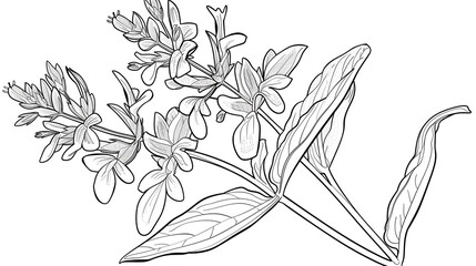 Cartoon salvia flower, outlined for coloring, on a white background.