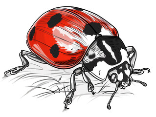 Sketch outline of a ladybug with spots, outlined for coloring, on a white background.