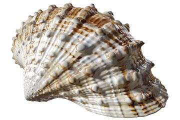 Poster - A single shell on a white background, perfect for use in still life photography or as a decorative element