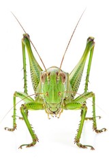 Sticker - Close-up shot of a grasshopper on a plain white background, perfect for use in educational materials or product designs