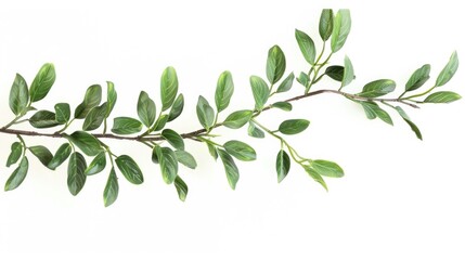 Poster - A single branch of green leaves on a white background
