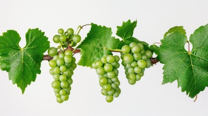 Wall Mural - A bunch of fresh green grapes hanging from a vine