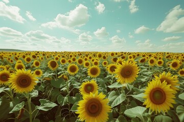 Aufkleber - A sunny day with a beautiful field of sunflowers and a clear blue sky