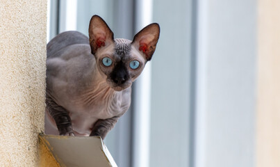 Wall Mural - Portrait of a bald cat on the windowsill