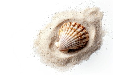 Wall Mural - A single sea shell lies on a smooth white surface, likely found on a beach