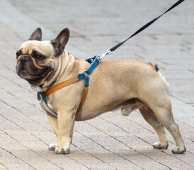 Poster - A dog walks along the road in the park