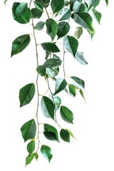 Poster - A single plant with green leaves on a plain white background, suitable for use in design and photography projects