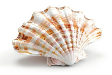 Poster - A close-up shot of a shell on a white surface