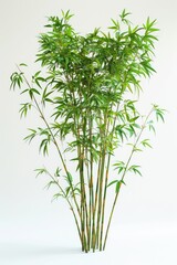 Naklejka na meble A single bamboo plant placed in a white vase