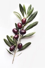 Wall Mural - A close-up shot of an olive branch with leaves on a white surface, perfect for use in still life photography or as a symbol of peace and harmony