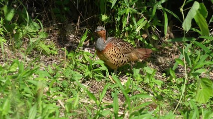 Wall Mural - chinese partridge in a field