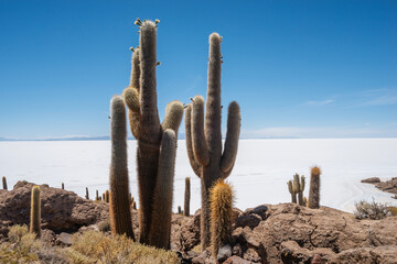 Wall Mural - Inkahuasi cactuses landscape