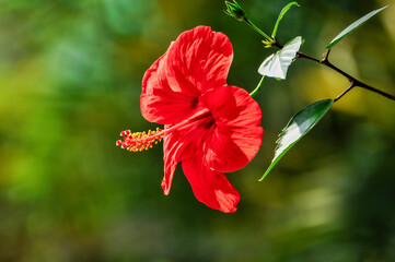 Wall Mural - red hibiscus flower