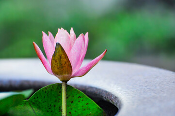 Wall Mural - waterlily flower in the pond